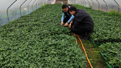 木瓜种植季——蛋白酶源头守护品质，铸就酶好未来